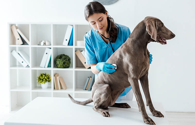 https://migrated.healthier-pets.com/wp-content/uploads/2022/06/spot2.jpg